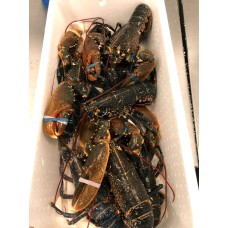 Astice europeo Astice europeo