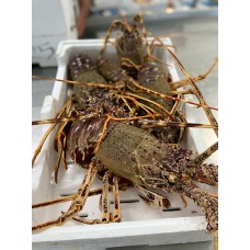 Aragosta spinosa Aragosta spinosa