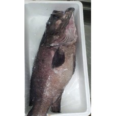 Cernia Gigante Cernia Gigante