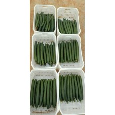 Cetriolo Inglese (Cucumis sativus) Cetriolo Inglese (Cucumis sativus)