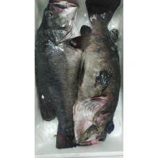 Cernia nera (Mycteroperca bonaci) Cernia nera (Mycteroperca bonaci)