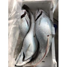 Merluzzo (Gadus morhua) Merluzzo (Gadus morhua)