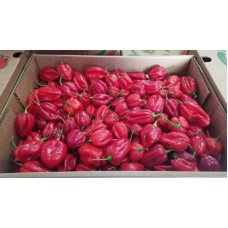 Peperoncino Habanero (Capsicum chinense) Peperoncino Habanero (Capsicum chinense)