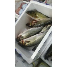 Branzino (Dicentrarchus labrax) Branzino (Dicentrarchus labrax)