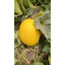 Melone giallo (Cucumis melo)