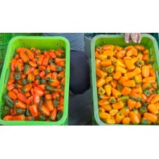 Peperone dolce mini (Capsicum annuum) Peperone dolce mini (Capsicum annuum)