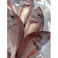 Pagello Fragolino (Pagellus erythrinus) Pagello Fragolino (Pagellus erythrinus)