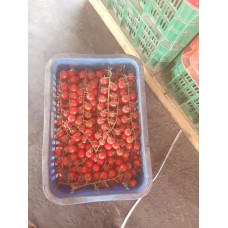 Pomodoro ciliegino a grappolo (Solanum lycopersicum) Pomodoro ciliegino a grappolo (Solanum lycopersicum)