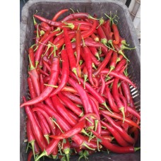 Peperoncino Peperoncino