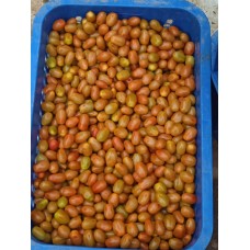 Pomodoro ciliegino in maturazione (Solanum lycopersicum)