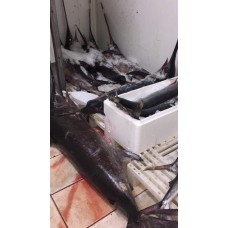 Pesce Spada Pesce Spada