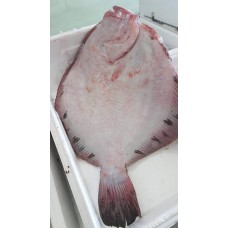 Rombo Chiodato (Psetta maxima) Rombo Chiodato (Psetta maxima)