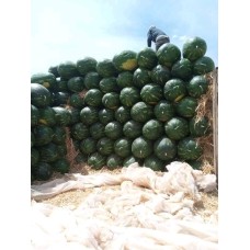 Anguria (Citrullus lanatus)