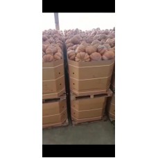 Zucca Moscata (Cucurbita moschata) Zucca Moscata (Cucurbita moschata)