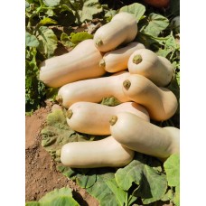 Zucca Butternut (Cucurbita moschata) Zucca Butternut (Cucurbita moschata)