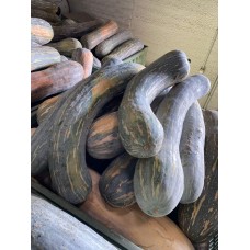 Zucca lunga di Napoli (Cucurbita moschata) Zucca lunga di Napoli (Cucurbita moschata)