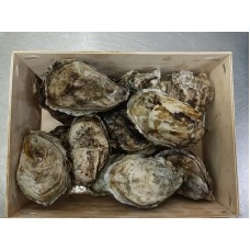 Ostrica ( Crassostrea gigas ) Ostrica ( Crassostrea gigas )