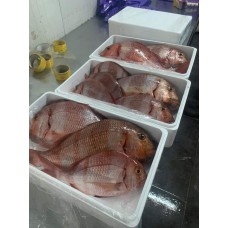 Pagro (Pagrus pagrus) Pagro (Pagrus pagrus)